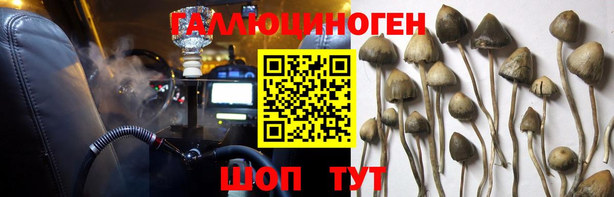 Галлюциногенные грибы Psilocybe Нижнеудинск